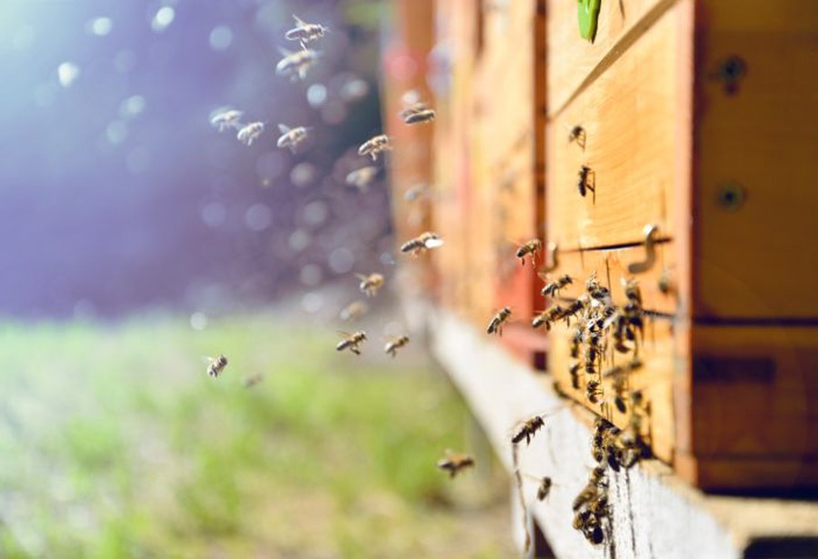 Beeswax